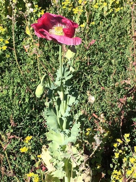 opium near me|which poppies are illegal.